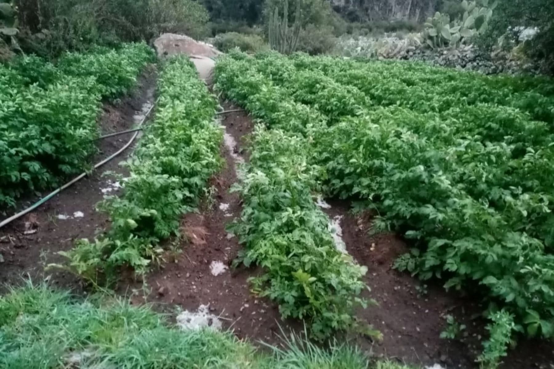 Lluvias escasas y días cálidos ponen en riesgo el avance de la campaña agrícola 2025-2026