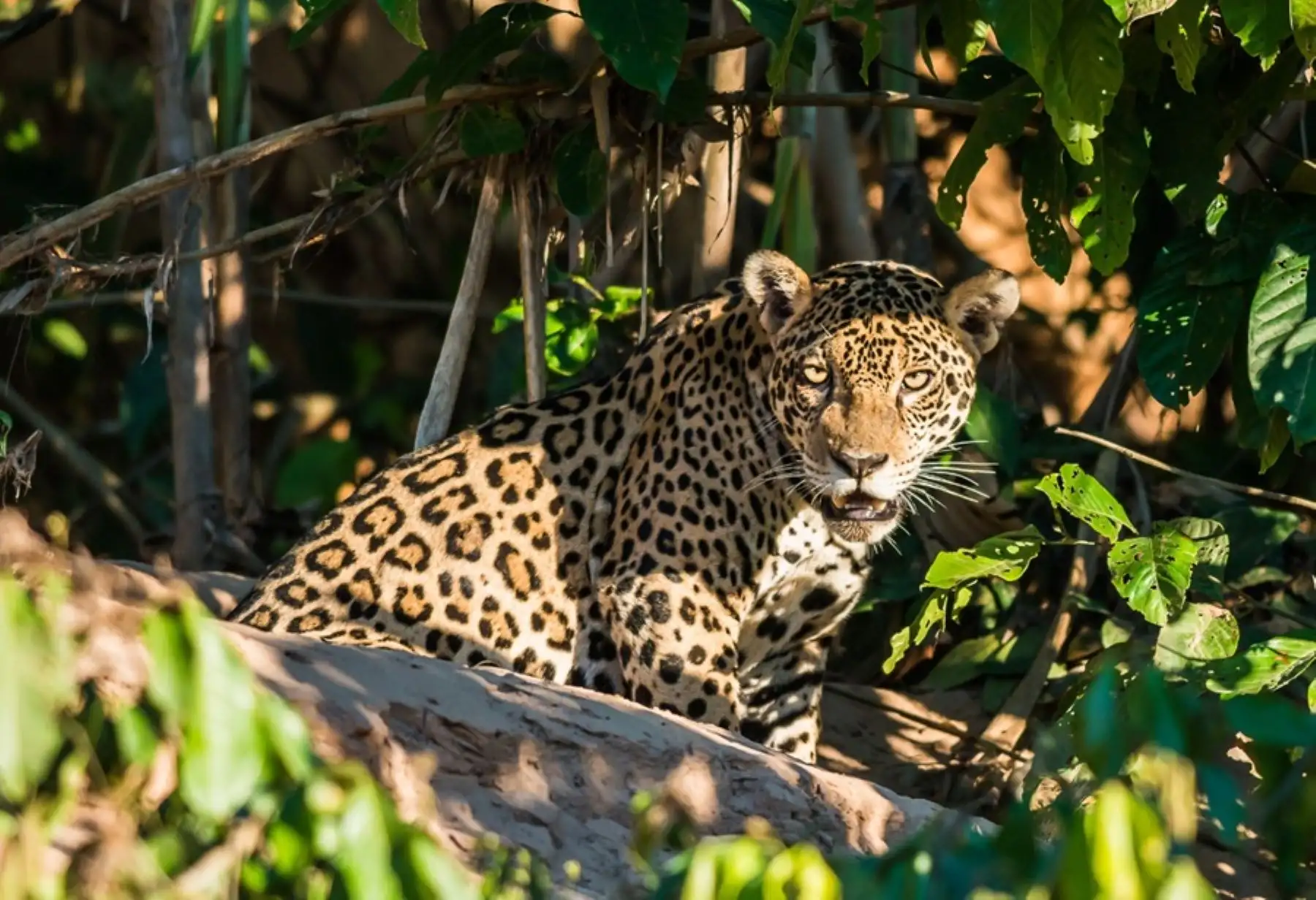 En COP20 se aprobó Plan de Acción Regional para la Conservación del Jaguar