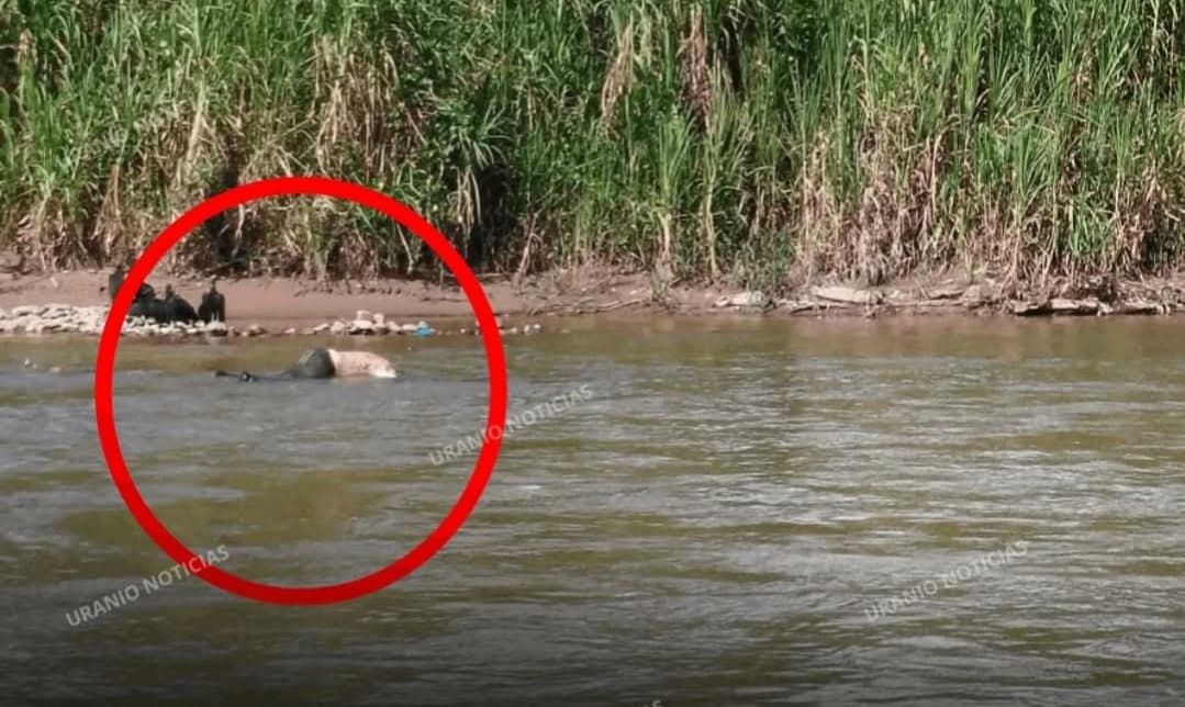 PESCADOR ENCUENTRA CUERPO SIN VIDA EN LA ORILLA DEL RÍO HUALLAGA EN CASTILLO GRANDE