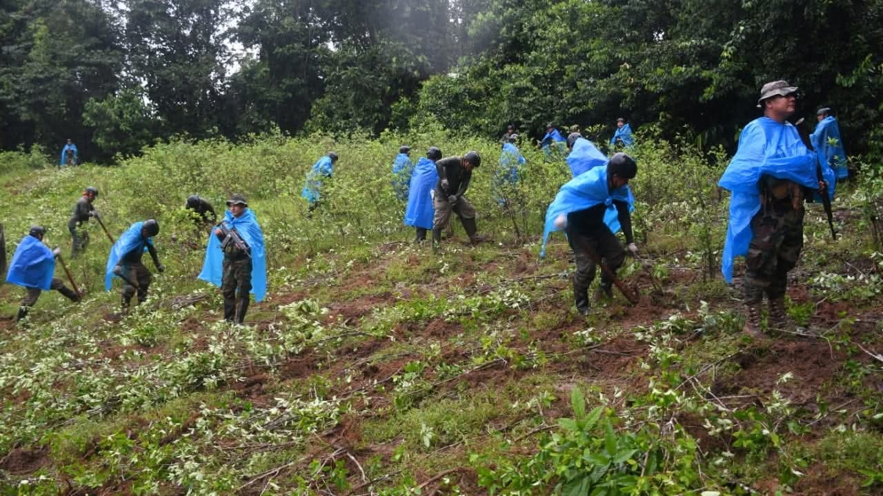 INICIAN LABORES DE ERRADICACIÓN 2026 EN CUATRO REGIONES DEL PAÍS.